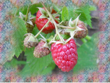 DSCN7263-2.jpg