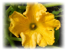 DSCN7336-1.jpg