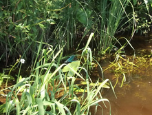 DSCF1768.JPG