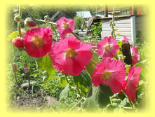 DSCN7370-2.jpg