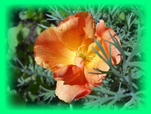 DSCN7402-1.jpg