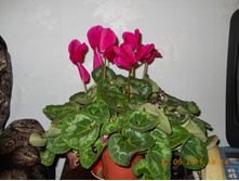 DSCN0058.jpg