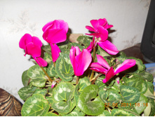DSCN0060.jpg