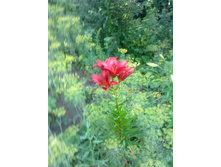 17072011137.jpg