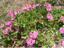 DSCF3521.JPG