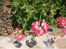 DSCF3523.JPG