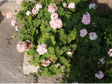 DSCF3634.JPG