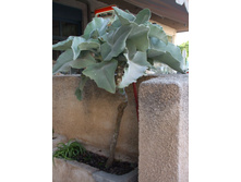 DSCF3641.JPG