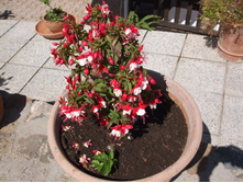 DSCF3718.JPG