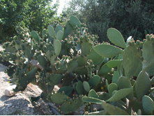 DSCF4045.JPG