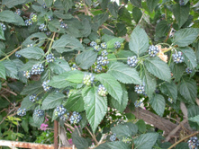 DSCF4154.JPG