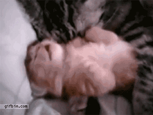 ������.gif