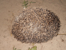 DSCN7624-1.JPG