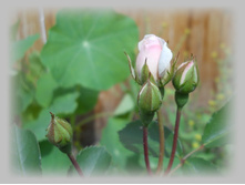 DSCN7450-1.jpg