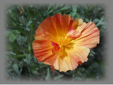 DSCN7454-1.jpg