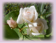 DSCN7476-1.jpg