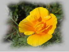 DSCN7486-1.jpg