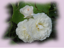 DSCN7495-1.jpg