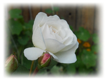 DSCN7496-1.jpg