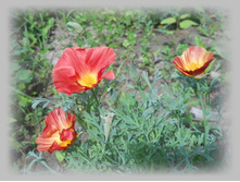 DSCN7506-2.jpg