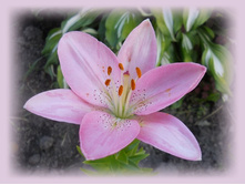 DSCN7595-2.jpg
