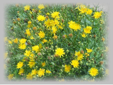 DSCN7642-2.jpg