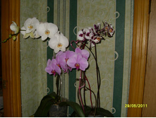 SDC13833.JPG