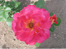 S73R8474.JPG