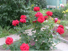 S73R8584.JPG