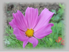 DSCN7895-1.jpg