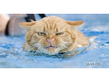1212309190_cat006.jpg