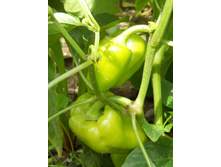DSCN7900.JPG