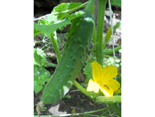 DSCN7903.JPG