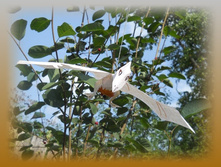DSCN7989-1.jpg
