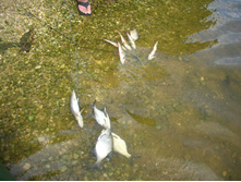 DSCN1274.JPG
