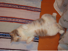 DSC02467-1.jpg