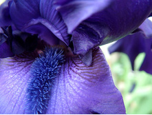 Blue_Bearded_Iris,_Detail_Close-up_Photo.jpg