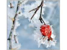 bfoto_ru_154.jpg