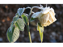 flowers_under_fros.jpg