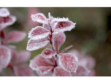 flowers_under_frost (2).jpg