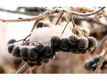 flowers_under_frost (3).jpg
