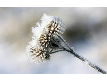 flowers_under_frost (4).jpg