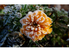 flowers_under_frost (9).jpg