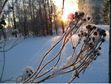 flowers_under_frost (14).jpg