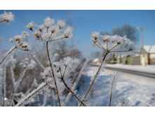 flowers_under_frost.jpg