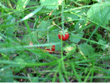 37494980-img_1495.jpg