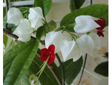 x_32431c46.jpg