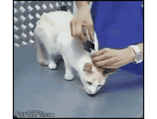 ���������������.gif