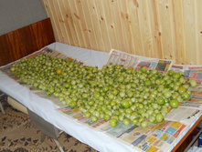DSCN8263.JPG