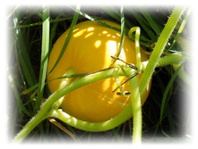 DSCN8119-1.jpg